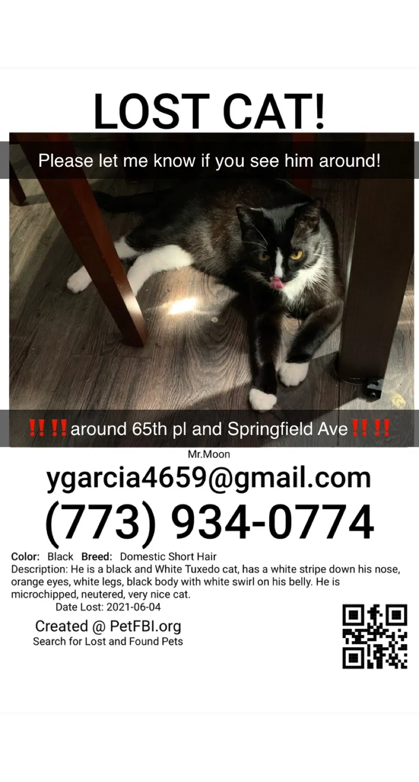 Lost cat in Chicago, IL, 60629
