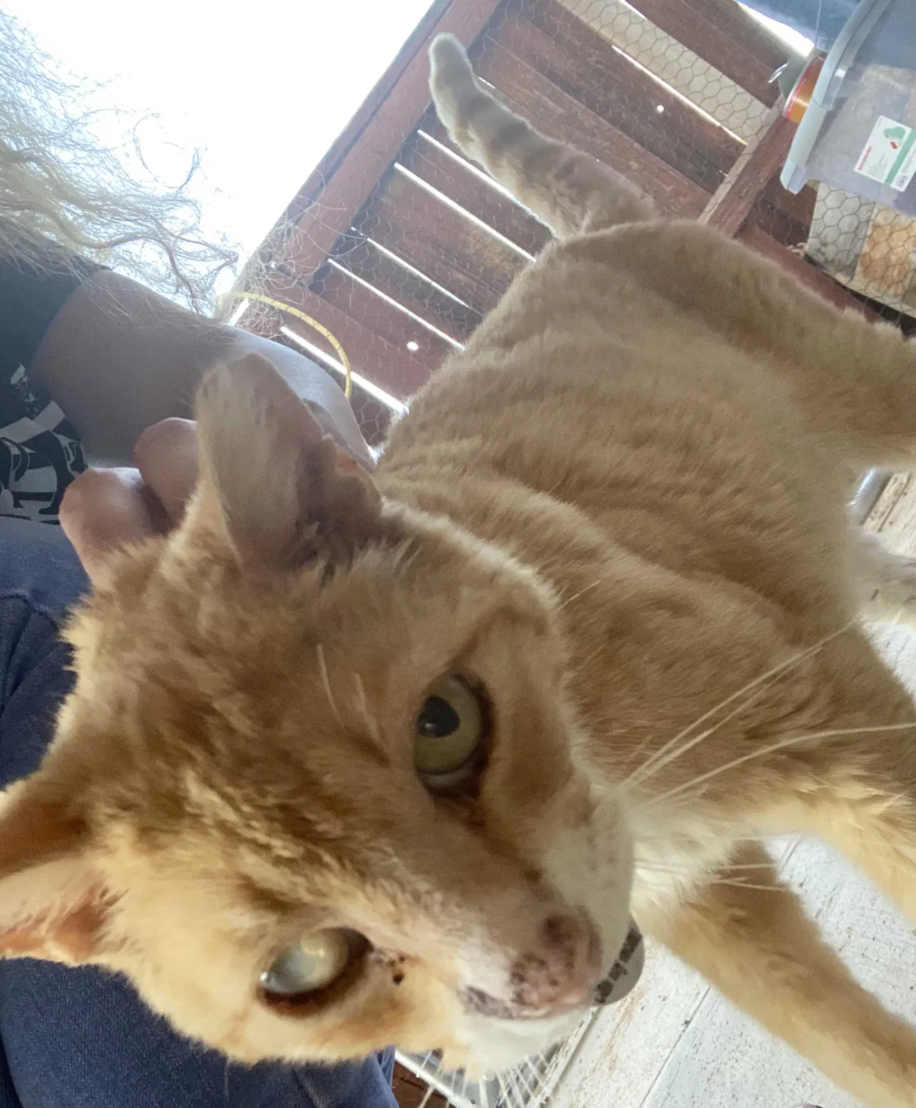 Lost cat in Victorville, CA, 92392