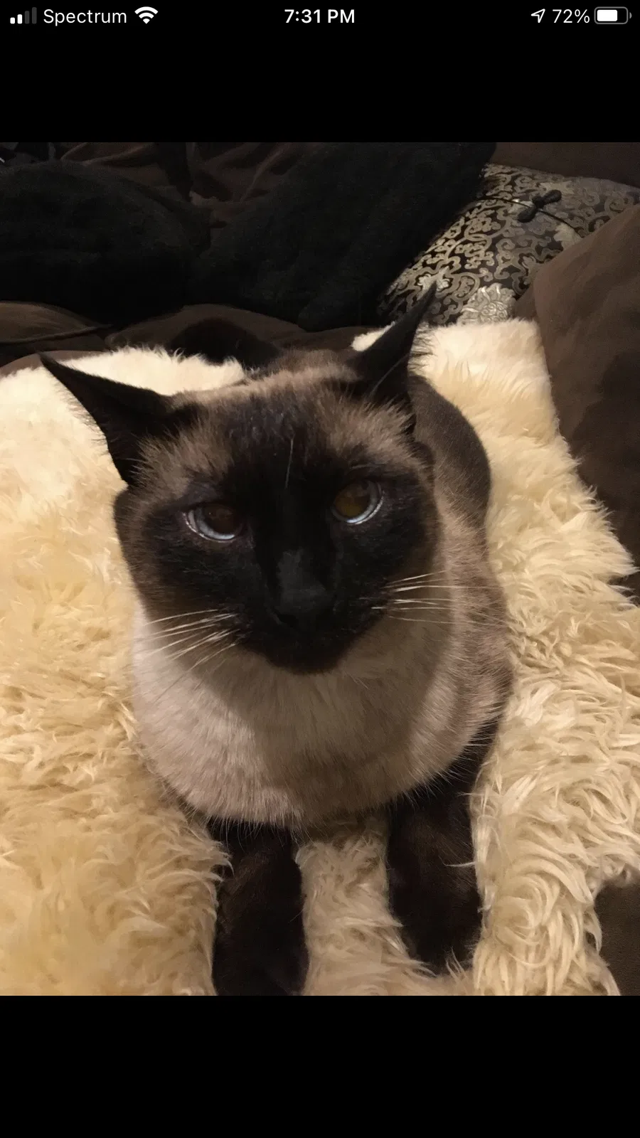 Lost cat in Lawndale, CA, 90260