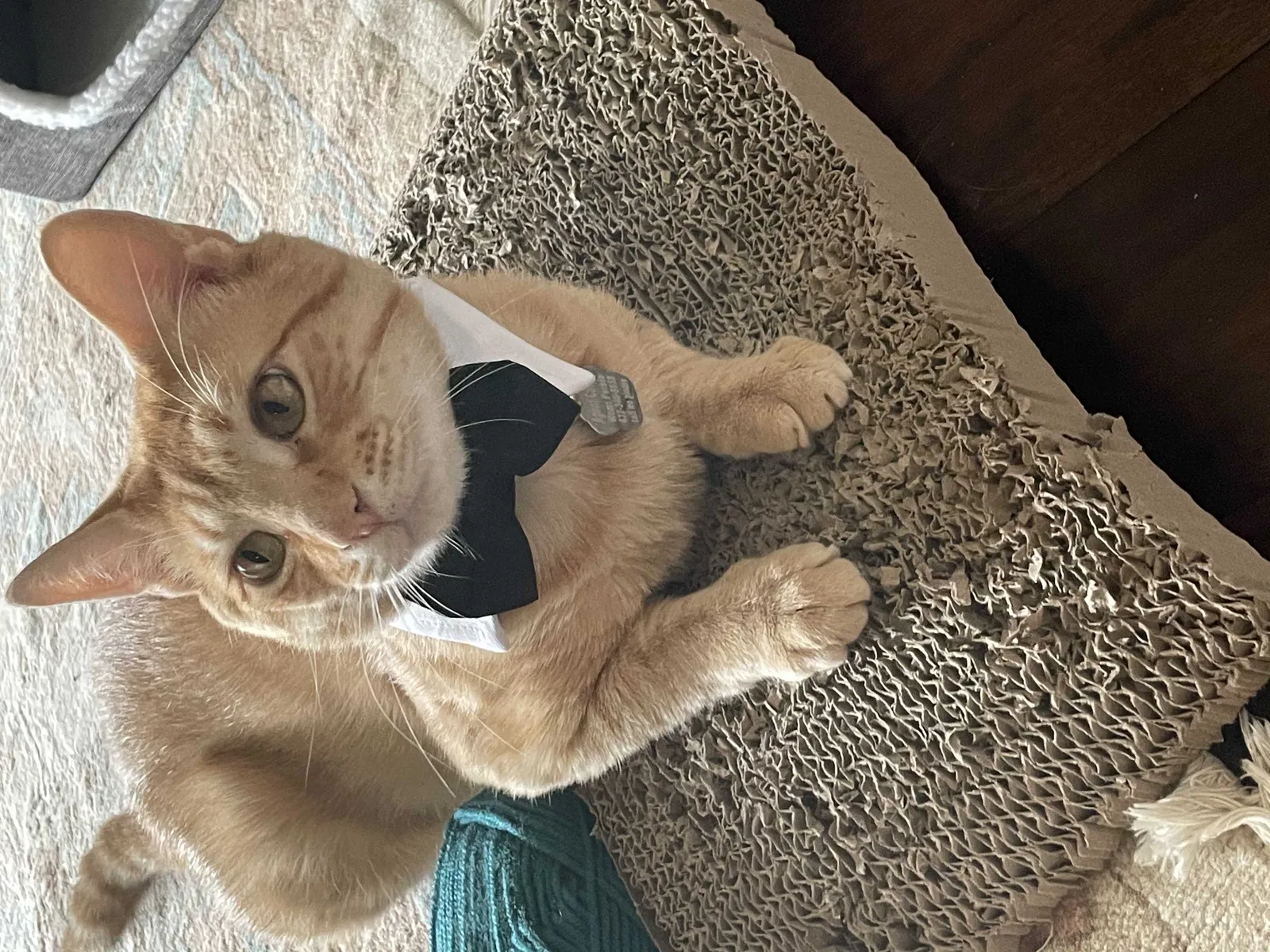 Lost cat in Katy, TX, 77494