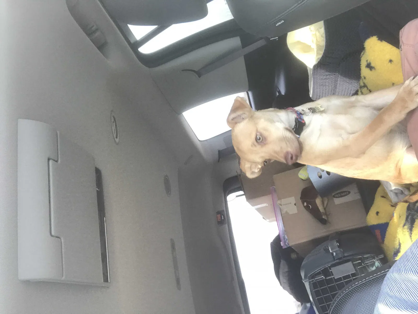 Lost dog in Fennville, MI, 49408