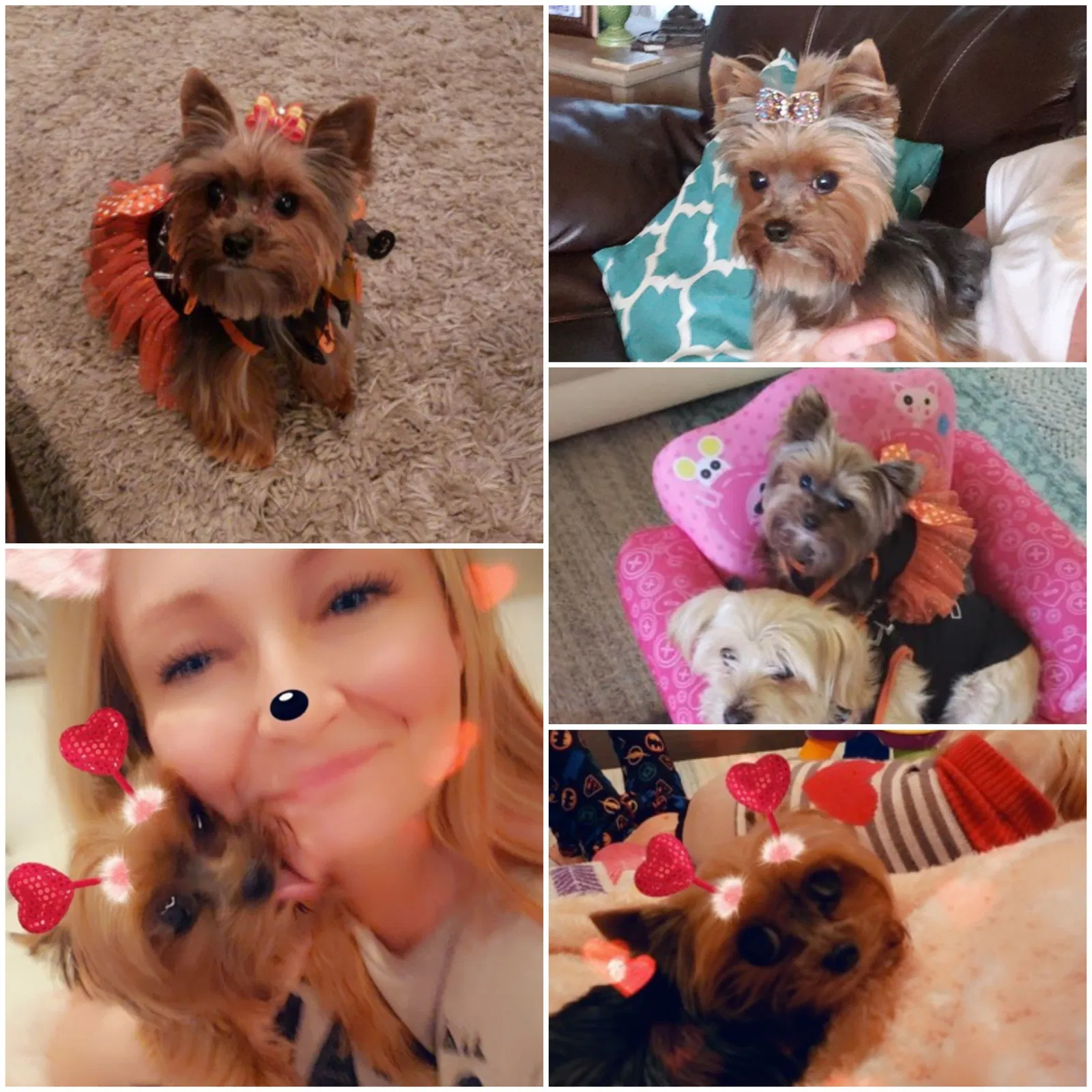 Lost dog in Lafayette, LA, 70506