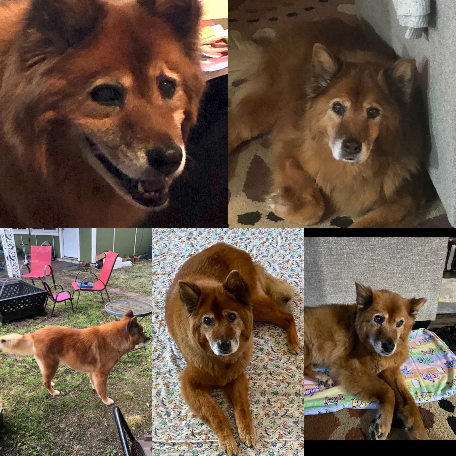 Lost dog in Dickinson, TX, 77539