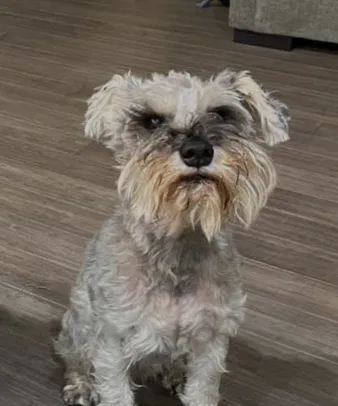 Lost dog in Wilderville, OR, 97543