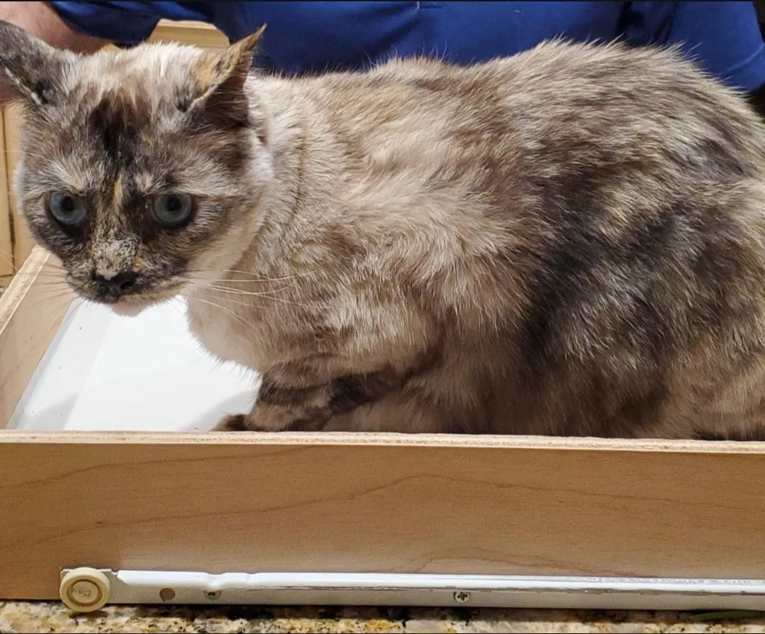 Lost cat in Porter Ranch, CA, 91326