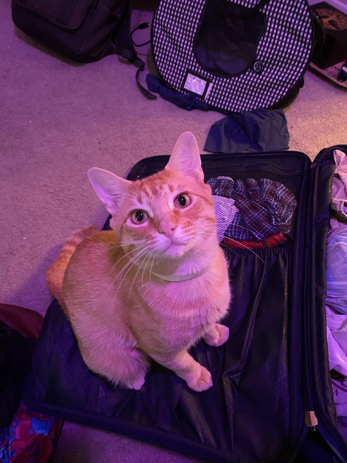 Lost cat in Tomball, TX, 77375