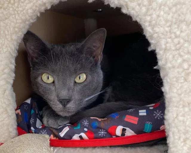 Lost cat in Louisville, KY, 40223