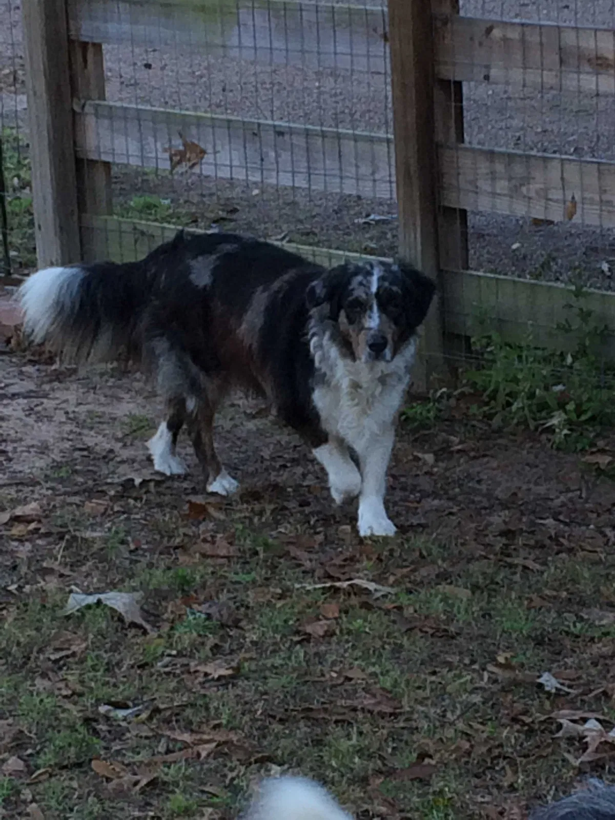 Lost dog in Conroe, TX, 77302