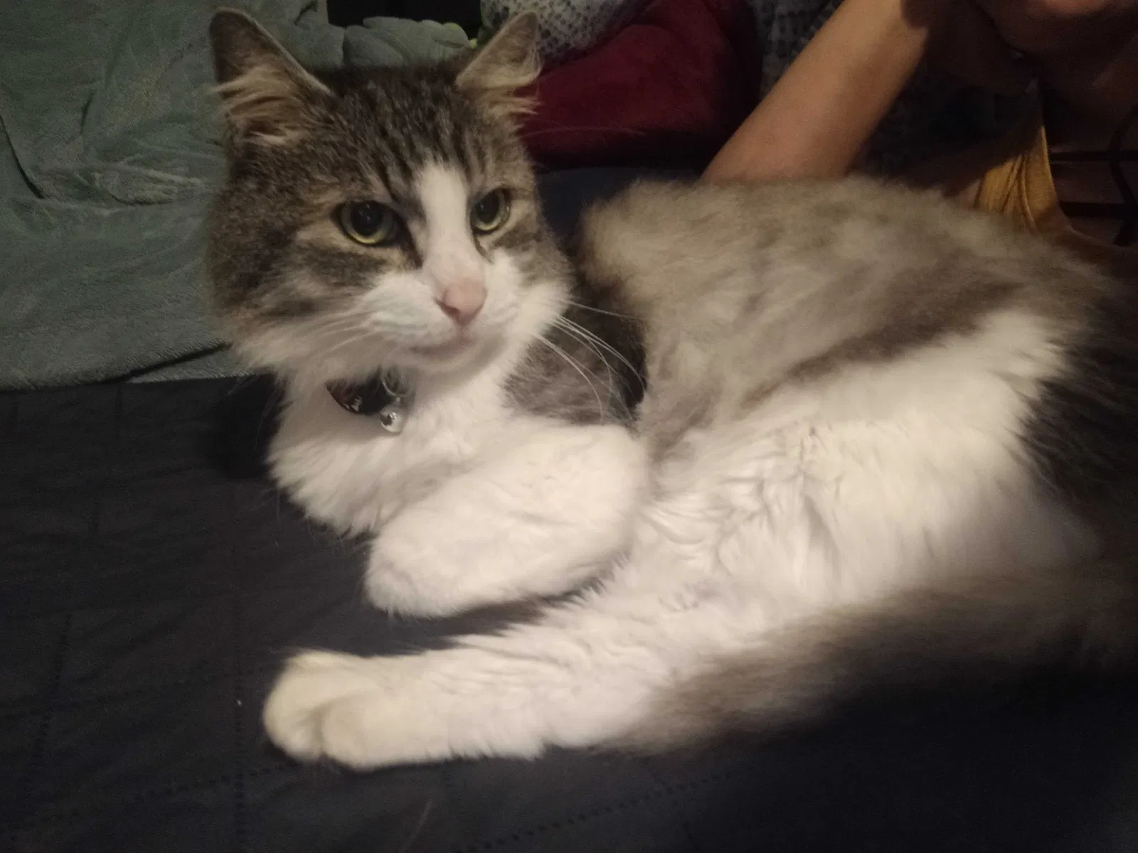 Lost cat in Los Angeles, CA, 90044