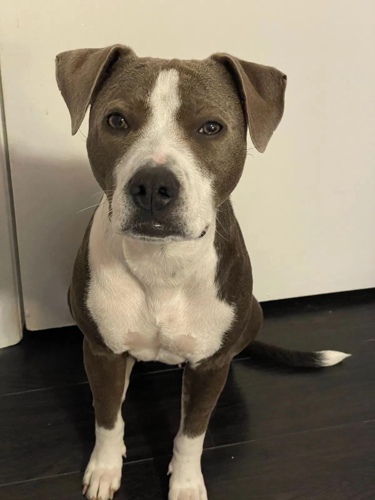 Lost dog in Los Angeles, CA, 90066