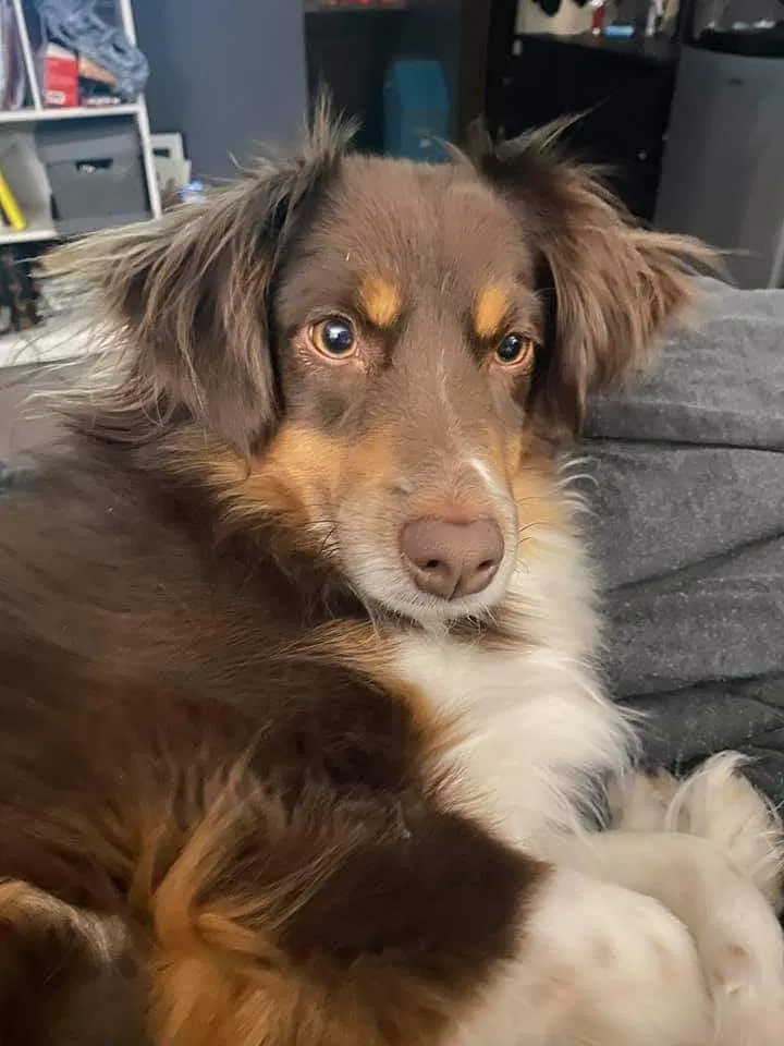 Lost dog in Denver, CO, 80214