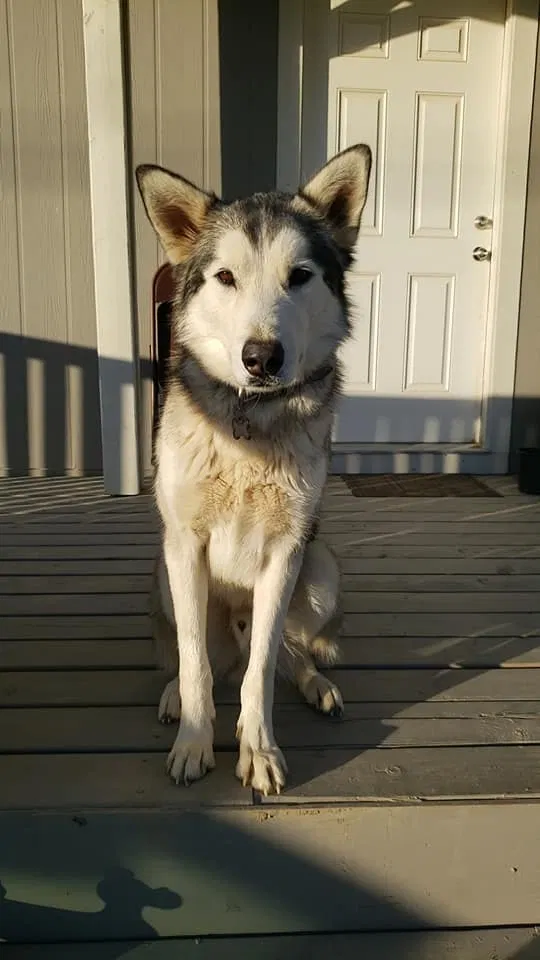 Lost dog in Lancaster, CA, 93535