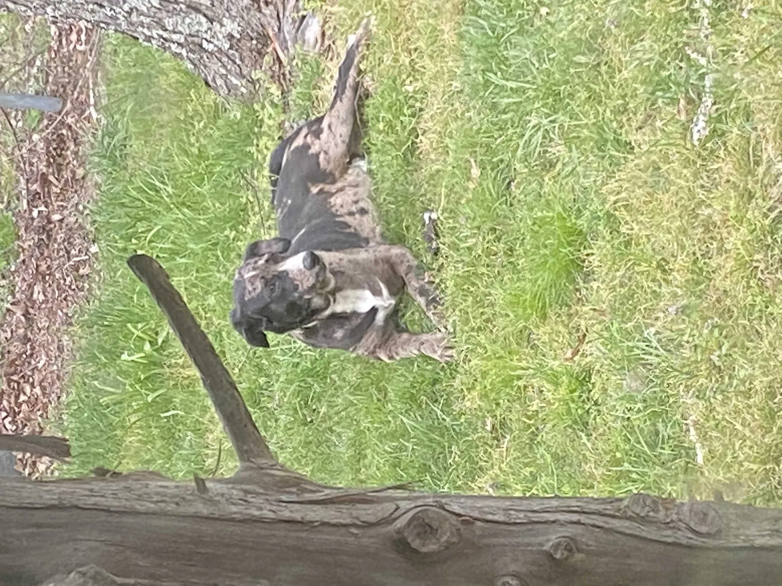 Lost dog in Atkins, AR, 72823