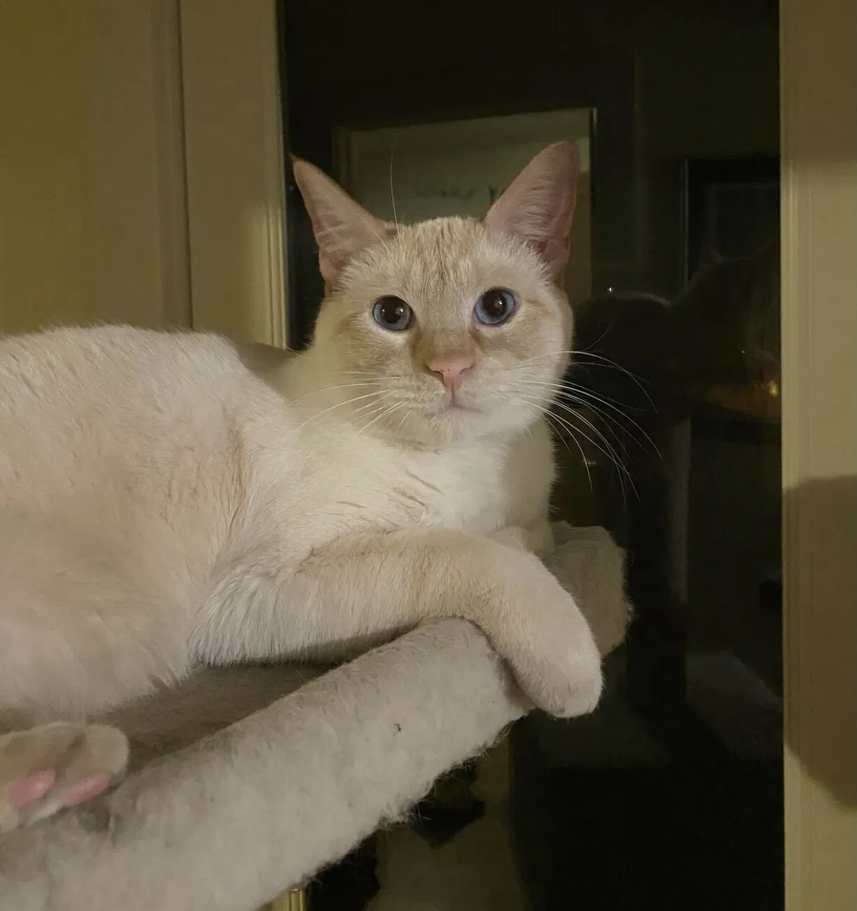 Lost cat in Saint Paul, MN, 55104