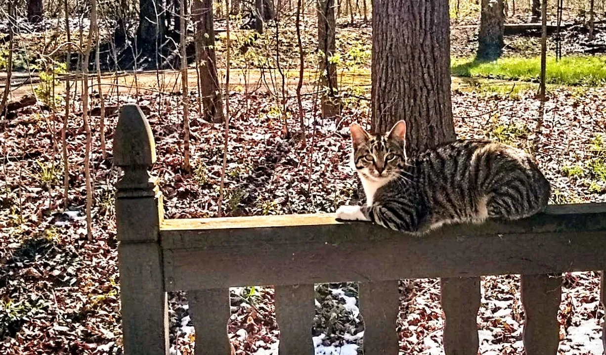 Lost cat in Hillsdale, MI, 49242