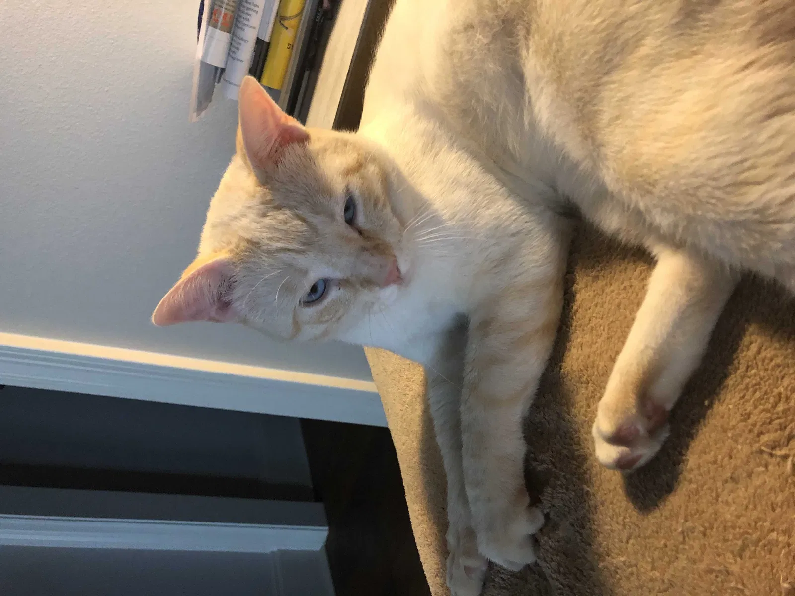 Lost cat in Baton Rouge, LA, 70810