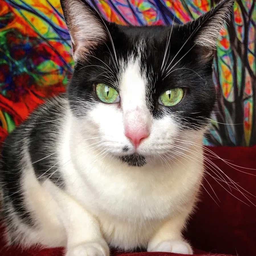 Lost cat in Houston, TX, 77040