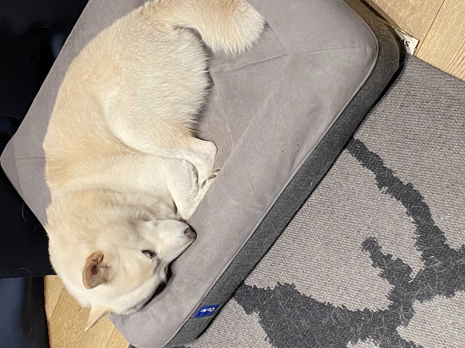 Lost dog in Compton, CA, 90222