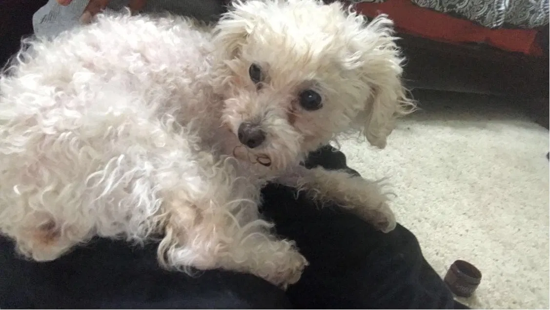 Lost dog in Raleigh, NC, 27612