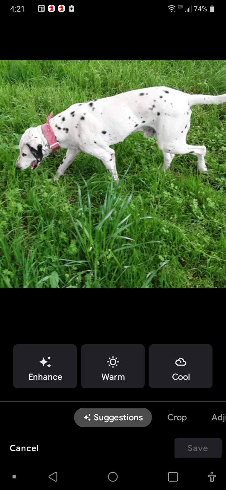 Lost dog in Chilton, TX, 76632