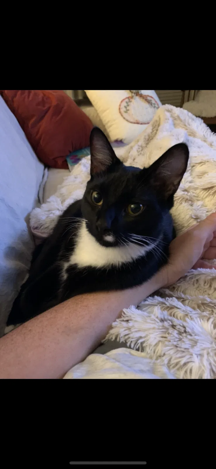 Lost cat in Auburn, AL, 36830