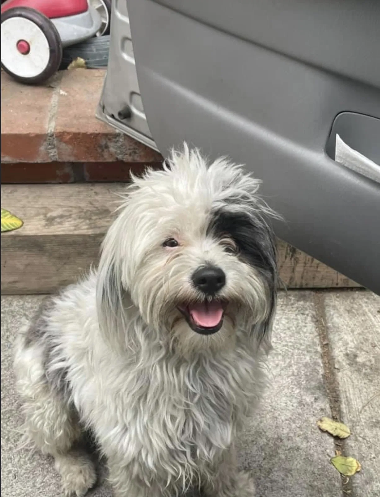 Lost dog in Pacoima, CA, 91331
