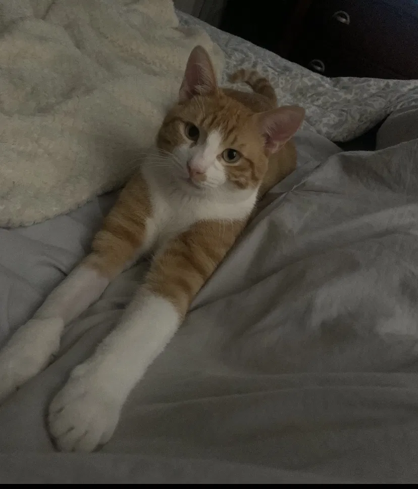 Lost cat in Greenwell Springs, LA, 70739