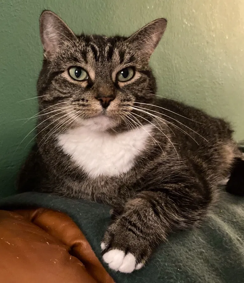 Lost cat in West Lafayette, IN, 47906