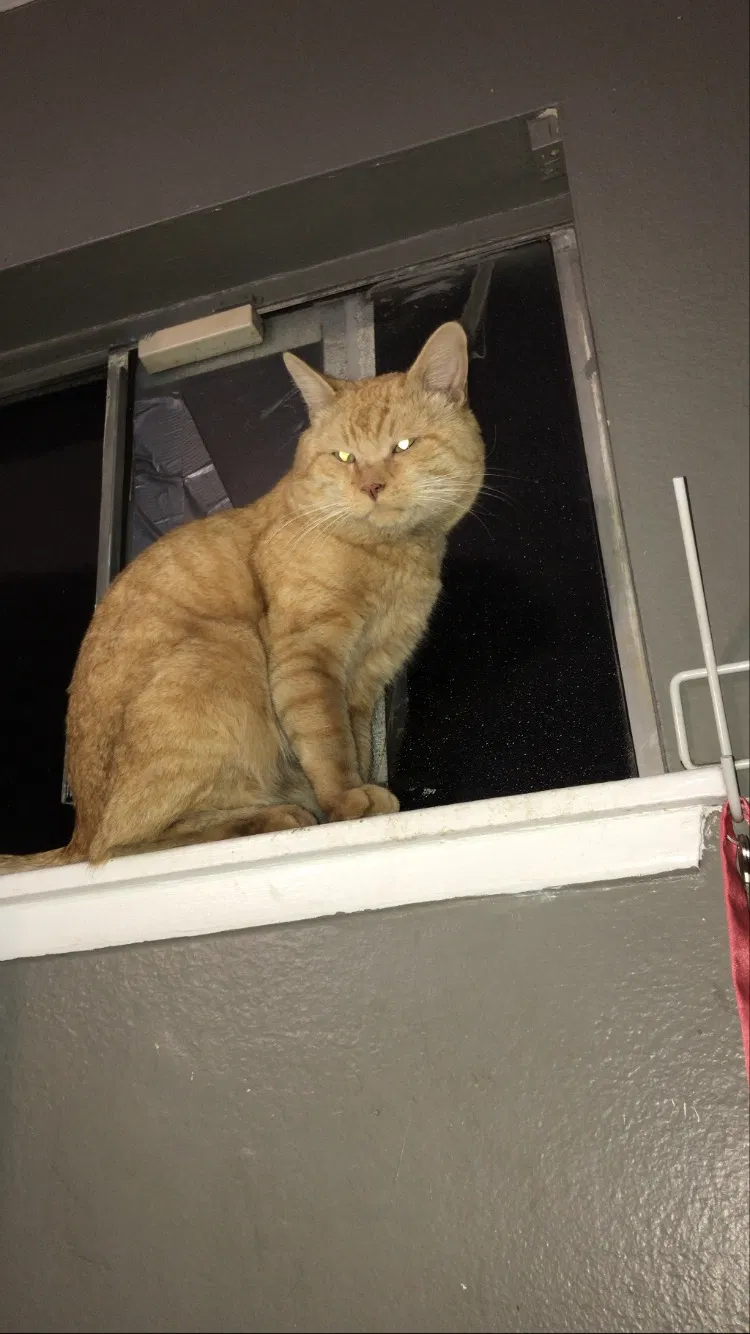 Lost cat in Fontana, CA, 92336