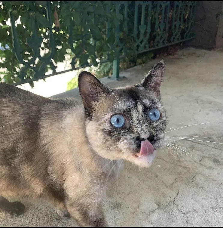 Lost cat in Porter Ranch, CA, 91326