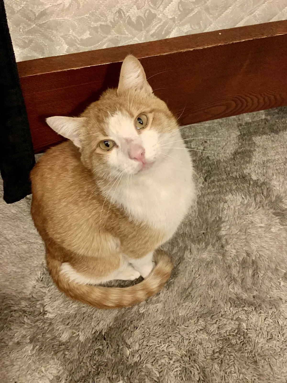 Found cat in Redlands, CA, 92373