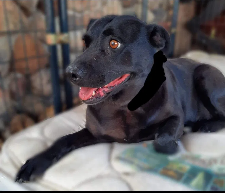 Found dog in Parker, CO, 80138