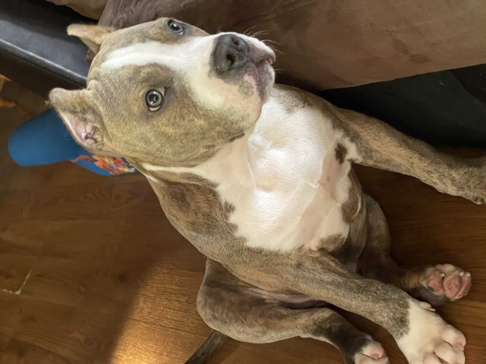 Lost dog in Baton Rouge, LA, 70805