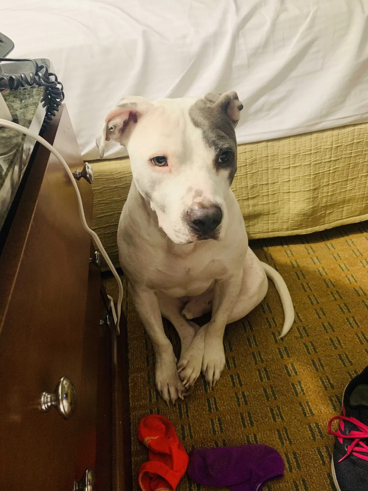 Lost dog in Ponchatoula, LA, 70454