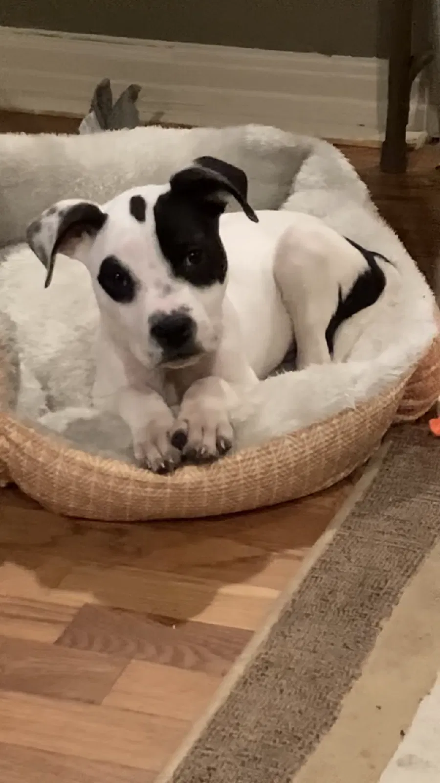 Lost dog in Little Rock, AR, 72204
