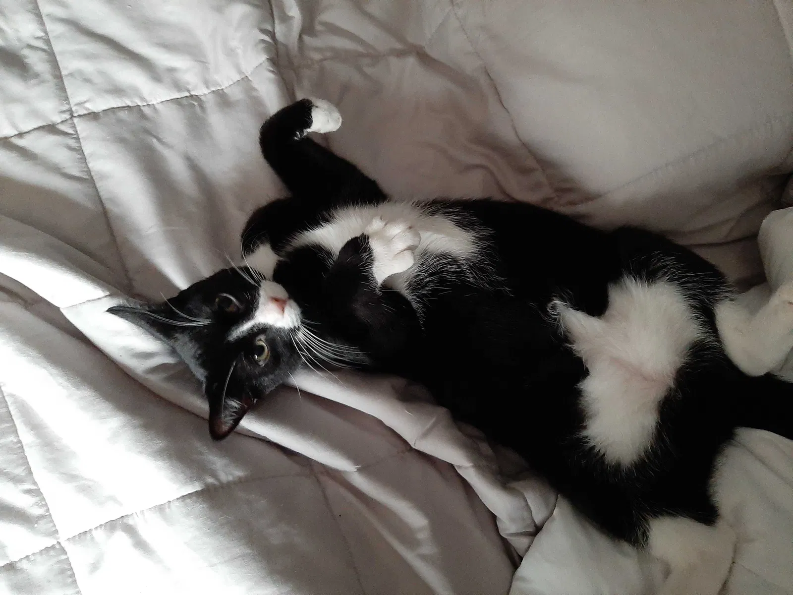 Lost cat in Ruffin, NC, 27326