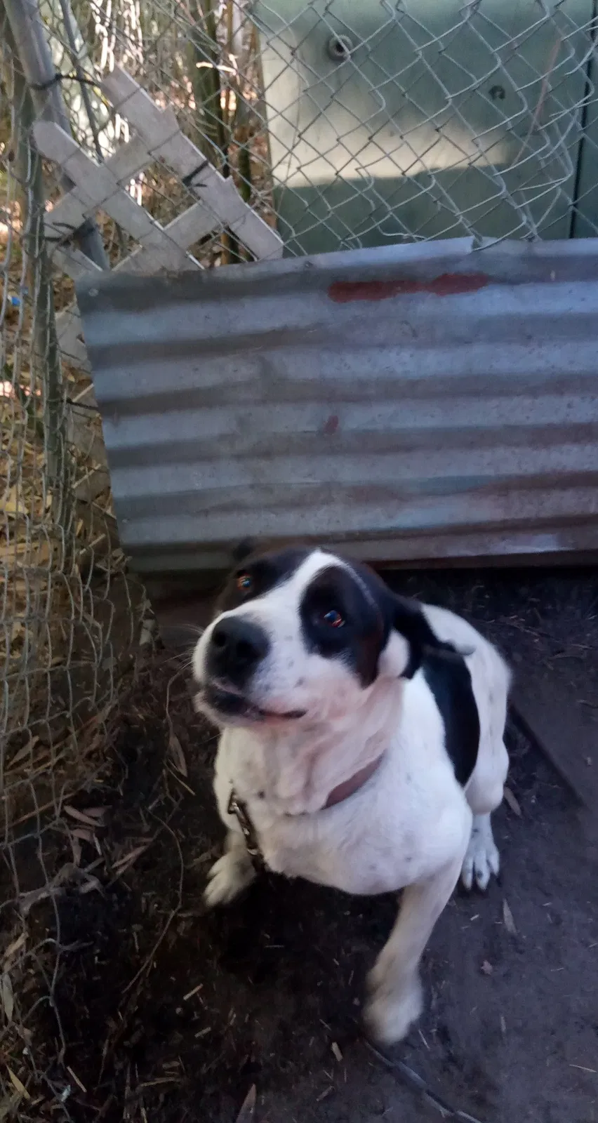 Lost dog in Ladson, SC, 29456