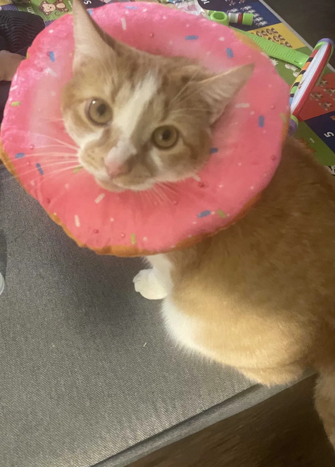 Lost cat in Columbus, OH, 43224