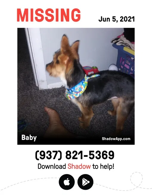 Lost dog in Dayton, OH, 45403