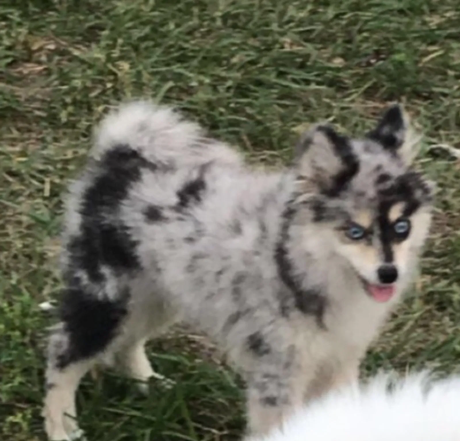 Lost dog in Fort Lauderdale, FL, 33311