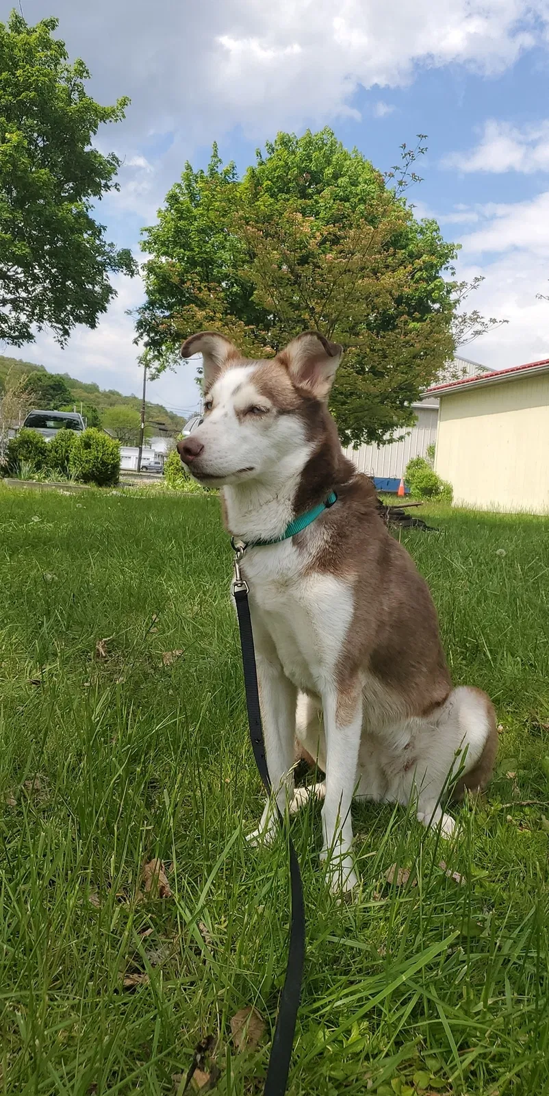 Lost dog in Indiana, PA, 15701