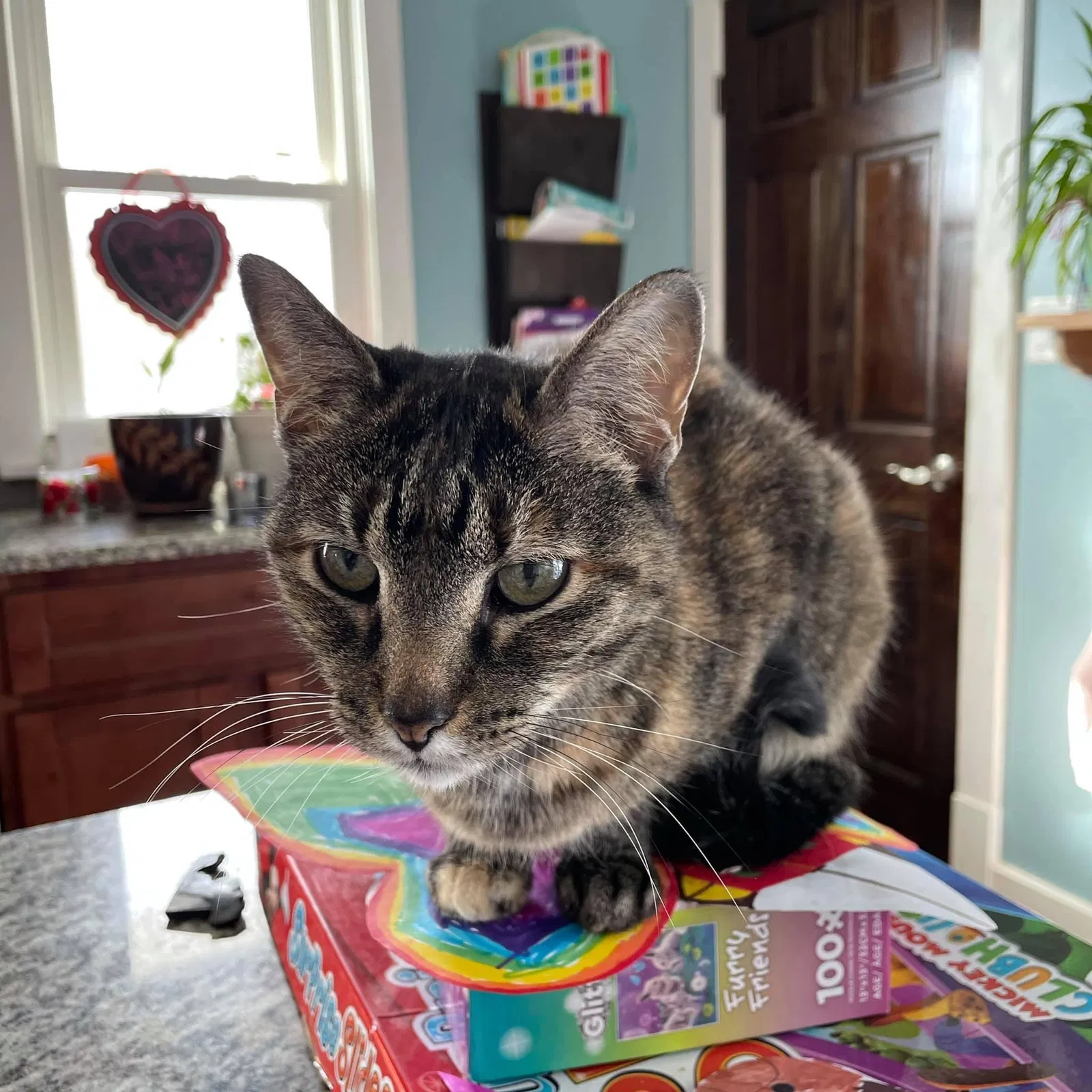 Lost cat in Lombard, IL, 60148