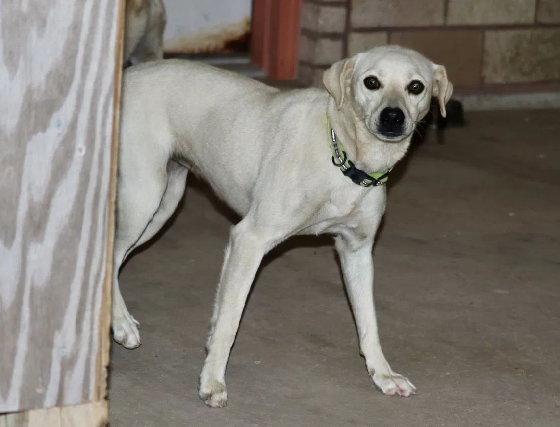 Lost dog in Port Isabel, TX, 78578