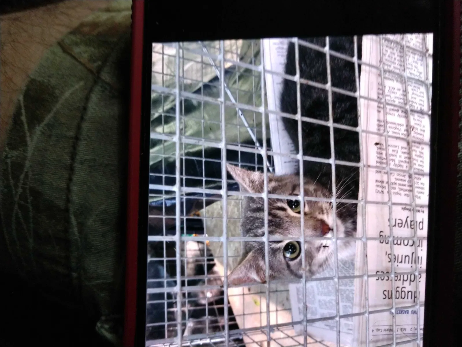 Lost cat in Buffalo, WV, 25033