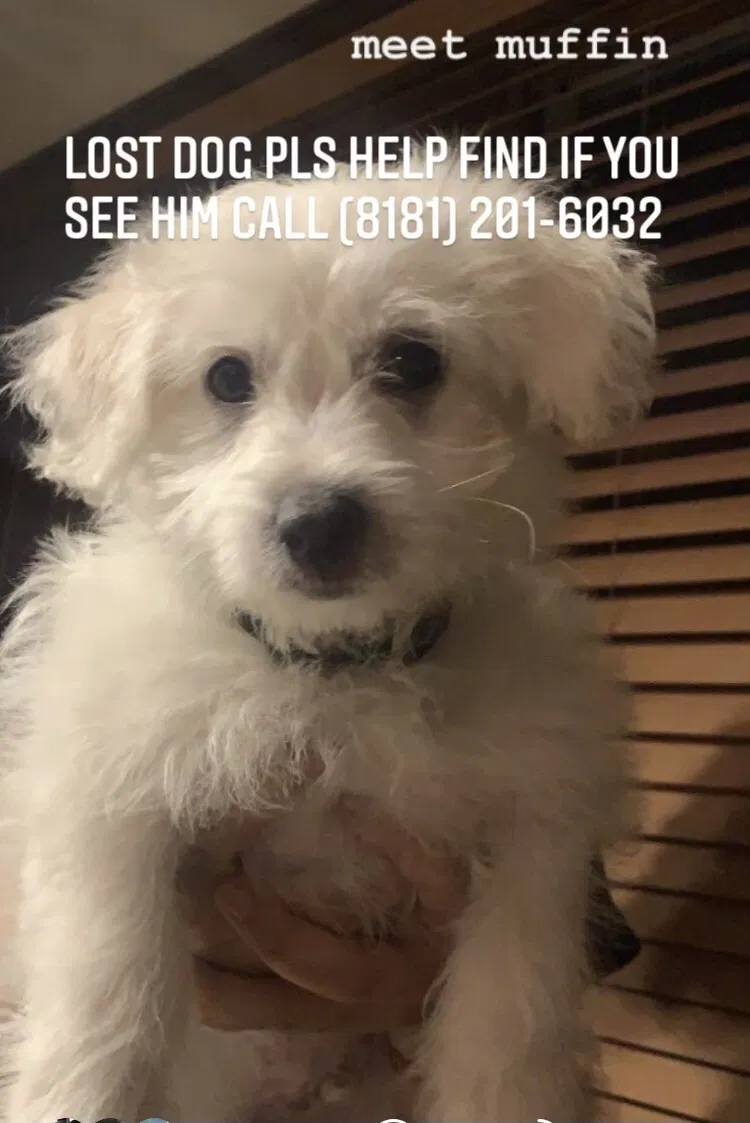 Lost dog in Reseda, CA, 91335