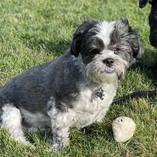 Lost dog in Woodridge, IL, 60517
