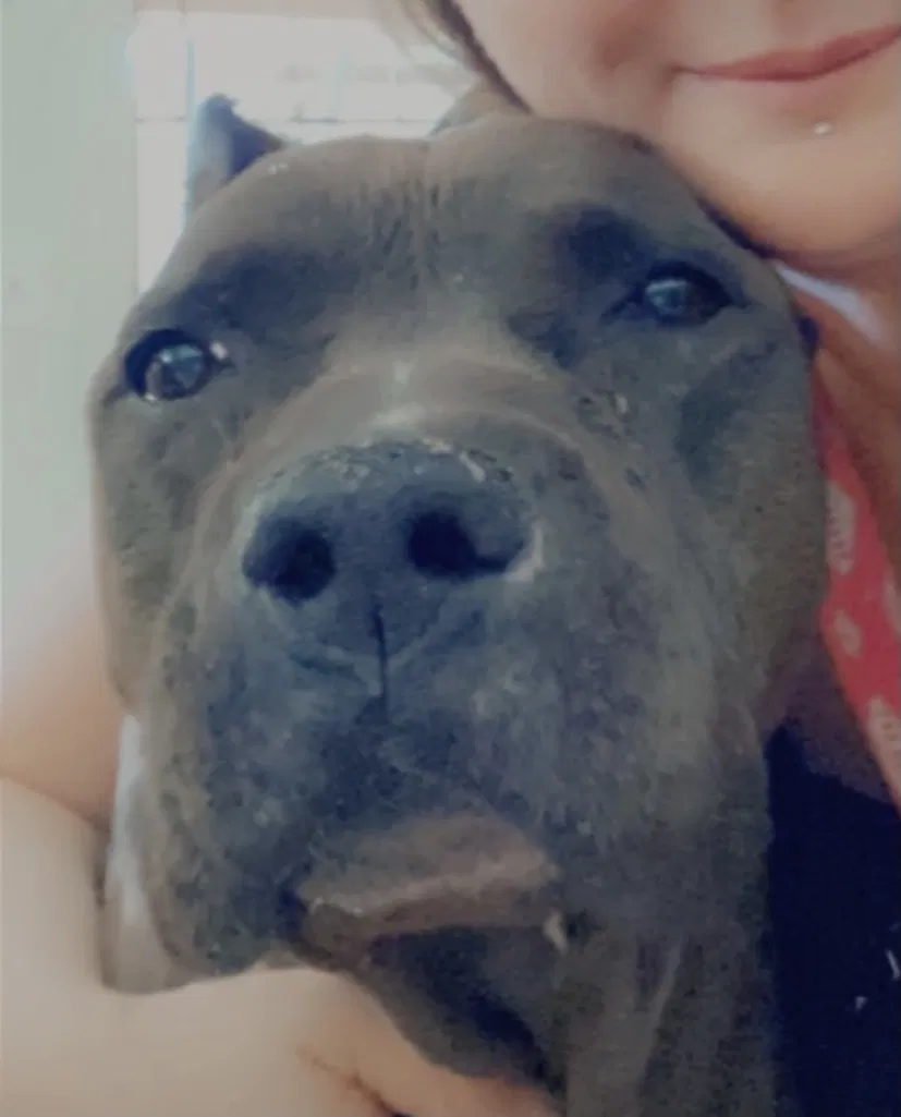 Lost dog in Phoenix, AZ, 85029