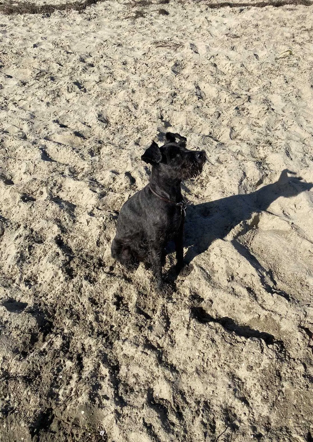 Lost dog in National City, CA, 91950