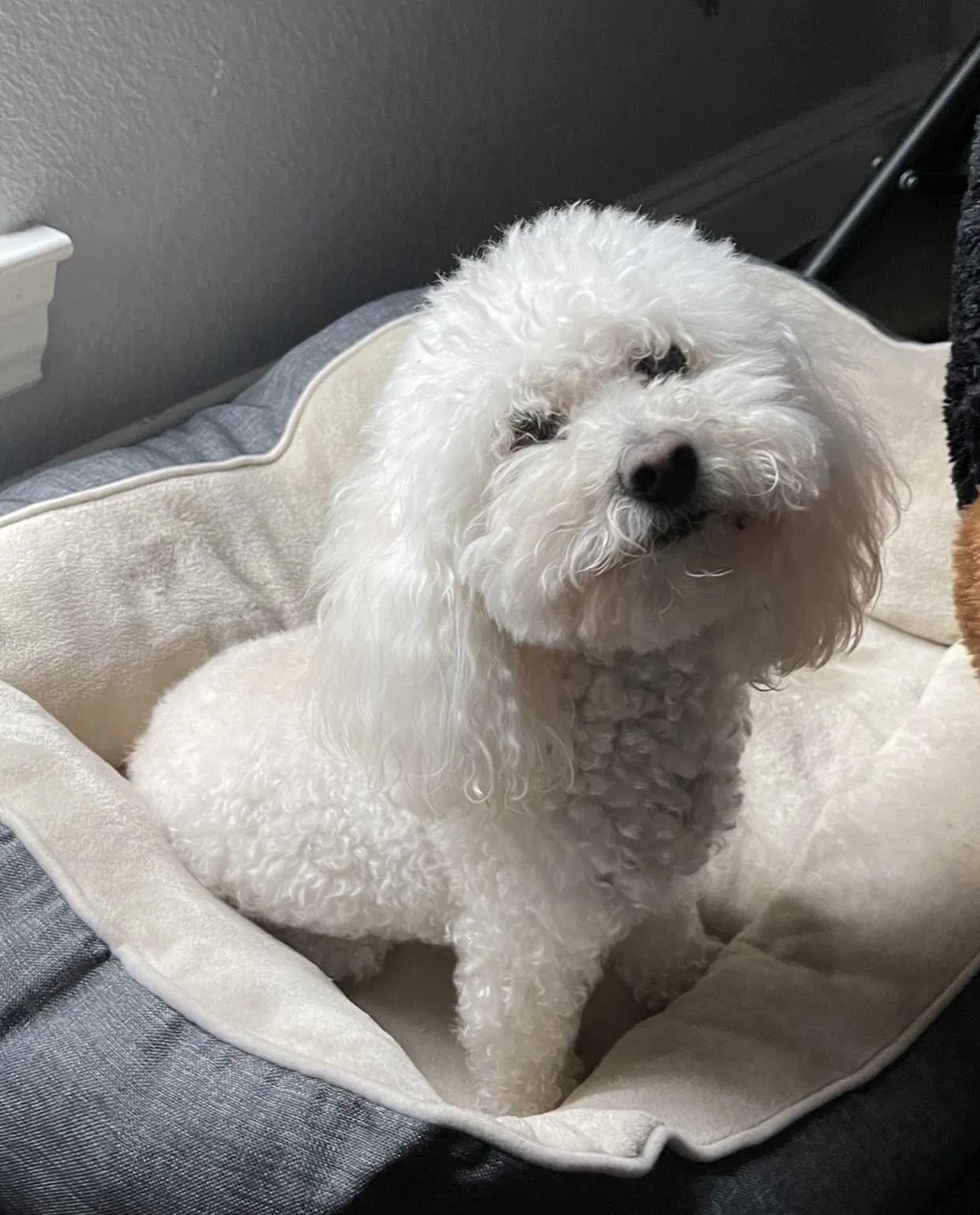 Lost dog in Mansfield, TX, 76063