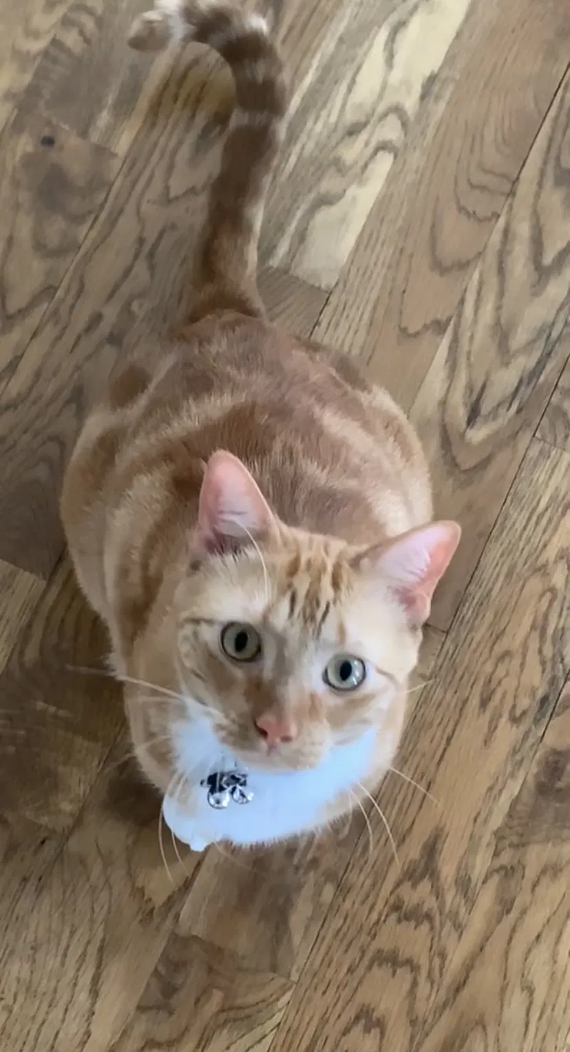 Lost cat in Bowling Green, KY, 42103